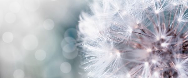 Zauberhafte Pusteblume, Glasbild Panorama Verkauf – Bild 5
