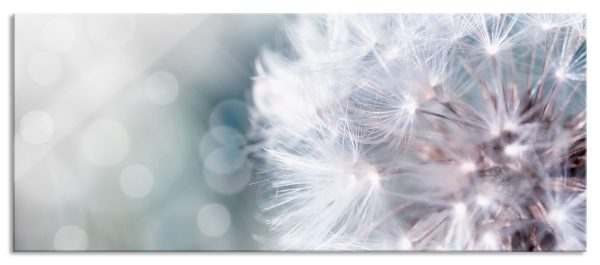 Zauberhafte Pusteblume, Glasbild Panorama Verkauf