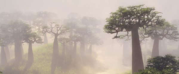 Mysteriöser Wald im Nebel, Glasbild Panorama Im Angebot – Bild 5