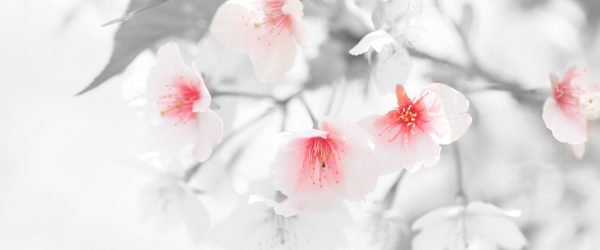 wunderschöne Kirschblüten, Glasbild Panorama Rabatt – Bild 5