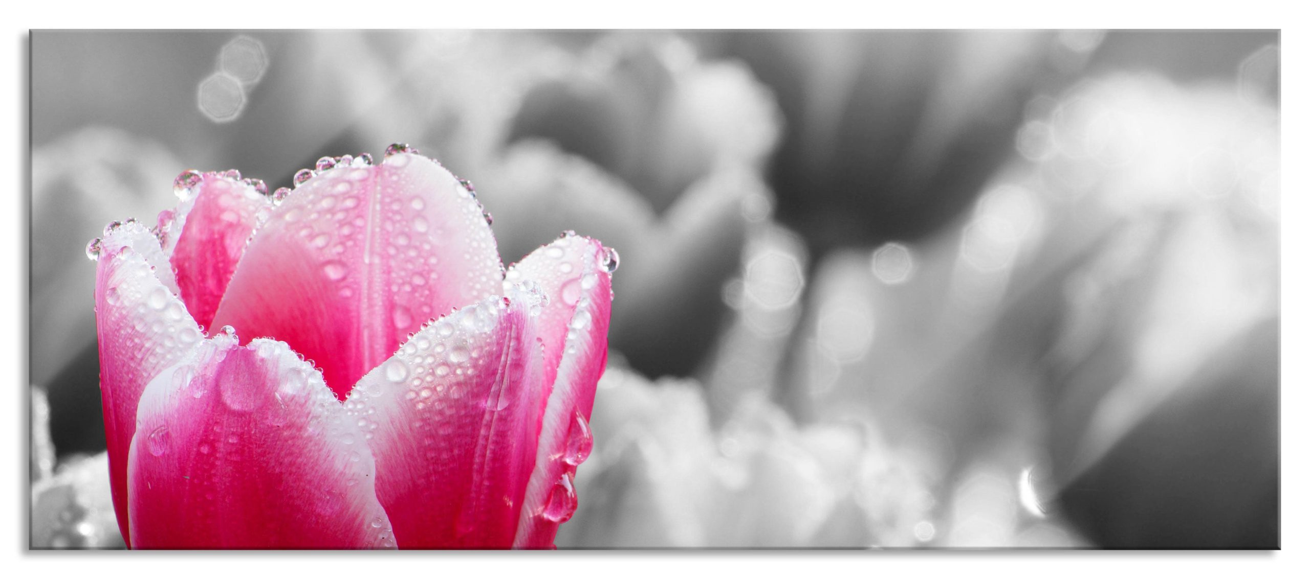 Tulpen im Morgentau, Glasbild Panorama Mode