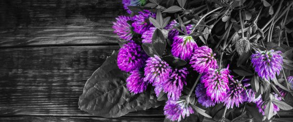 schöne Kleeblüten auf Holztisch, Glasbild Panorama Verkauf – Bild 5