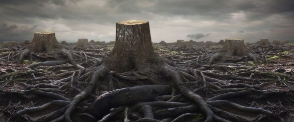 Gerodeter Wald, Glasbild Panorama Zu verkaufen – Bild 5