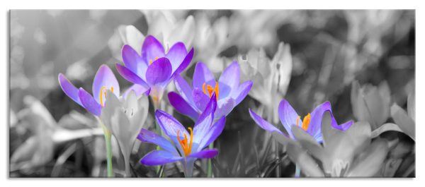 wunderschöne Krokusse, Glasbild Panorama Online