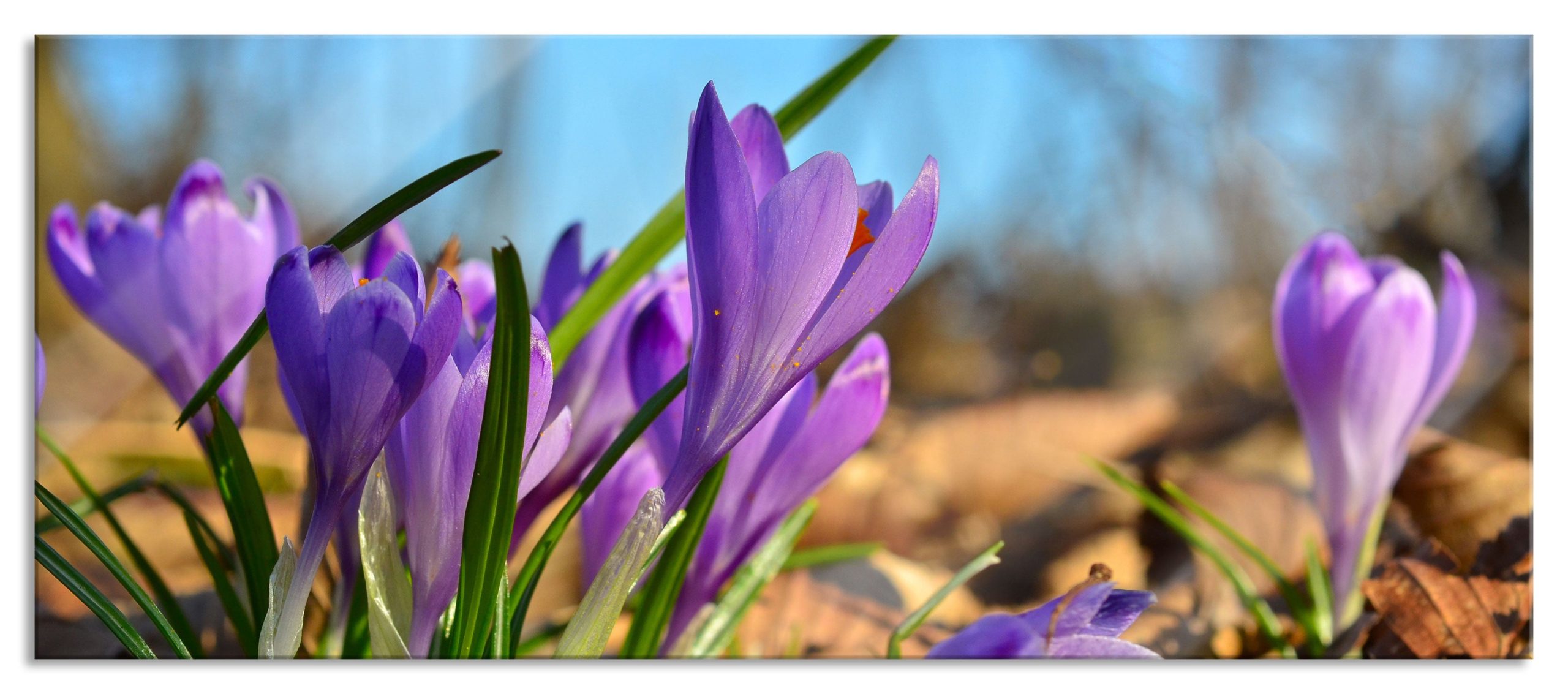 Exotische lila Krokusse, Glasbild Panorama Angebot