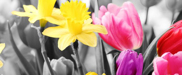 schöne Narzissen mit Tulpen, Glasbild Panorama Mode – Bild 5