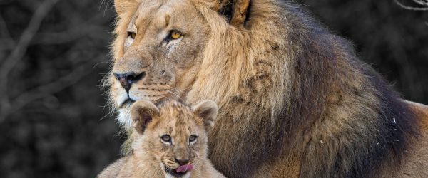 Löwe kuschelt mit kleinem Jungtier, Glasbild Panorama Jetzt online – Bild 5