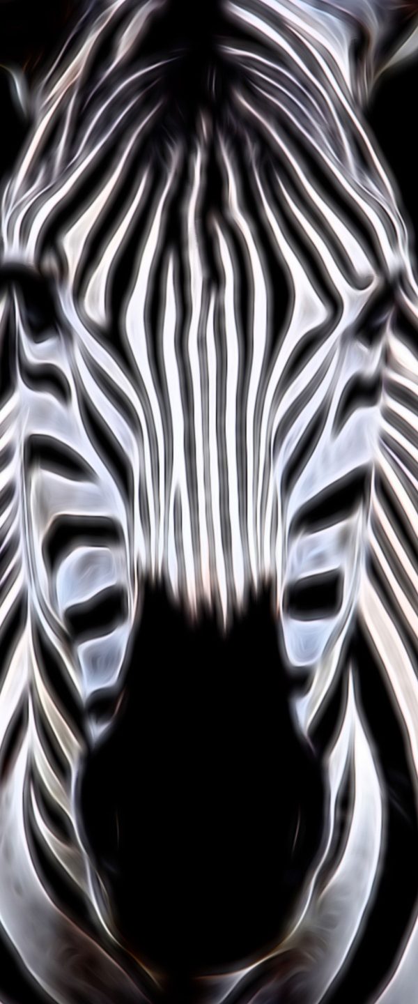 Zebra Porträt, Glasbild Panorama Online – Bild 5