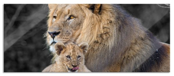 Löwe kuschelt mit kleinem Jungtier, Glasbild Panorama Jetzt online