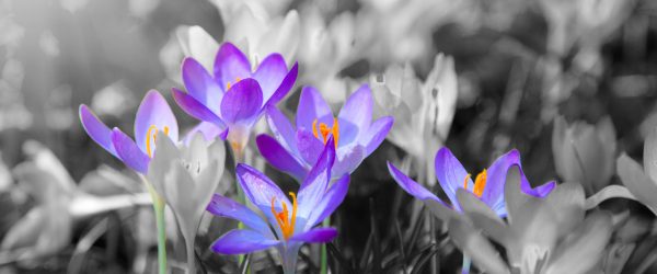 wunderschöne Krokusse, Glasbild Panorama Online – Bild 5