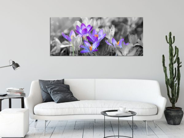 wunderschöne Krokusse, Glasbild Panorama Online – Bild 2