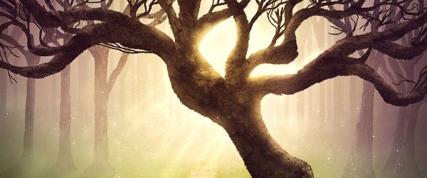 Baum am Waldweg, Glasbild Panorama Jetzt online – Bild 5